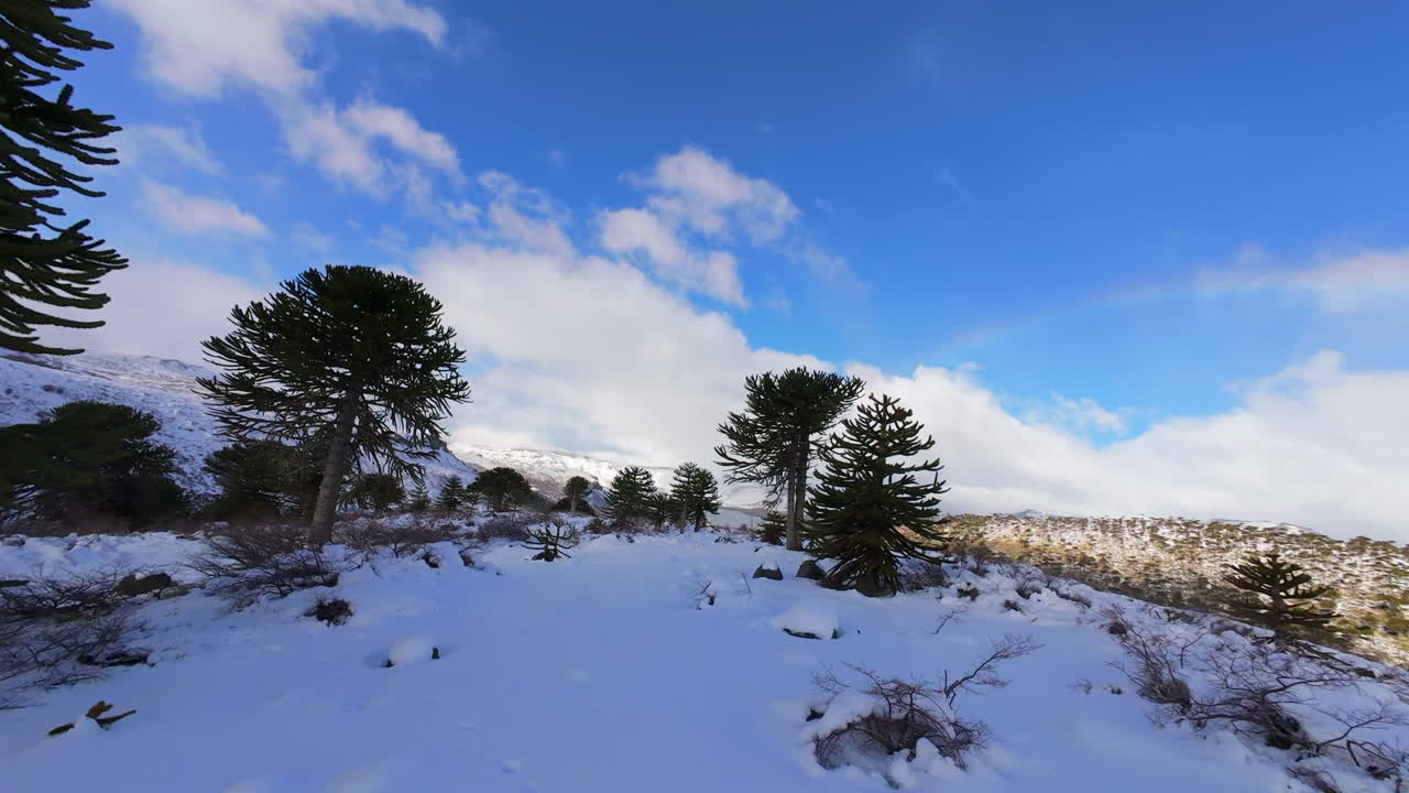 Dynamic FPV drone movement in snow covered hills with scattered trees in cold winter, Caviahue, Neuquén, Argentina