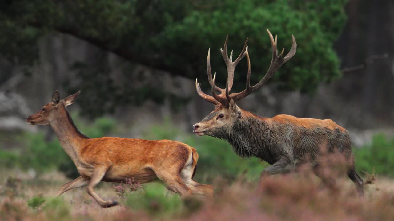 los ciervos rojos machos persiguen a las hembras levantando la cabeza para rugir en cámara lenta, veluwe holanda