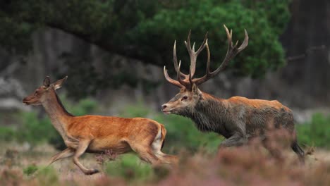 male red deer chases after female lifting head to roar in slow motion, veluwe netherlands