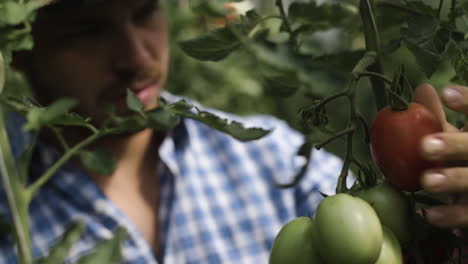 man harvesting tomatoes in a greenhouse