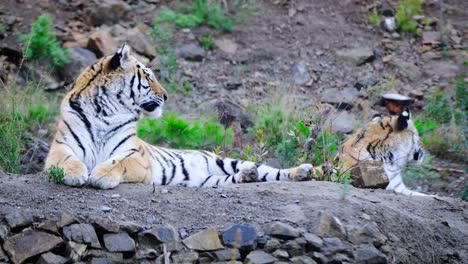 static shot of two tigers lying down on the ground and then walking away