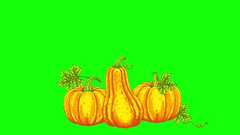 halloween animated background. horrible smile pumpkins jack o lantern isolated on a chroma key, green screen