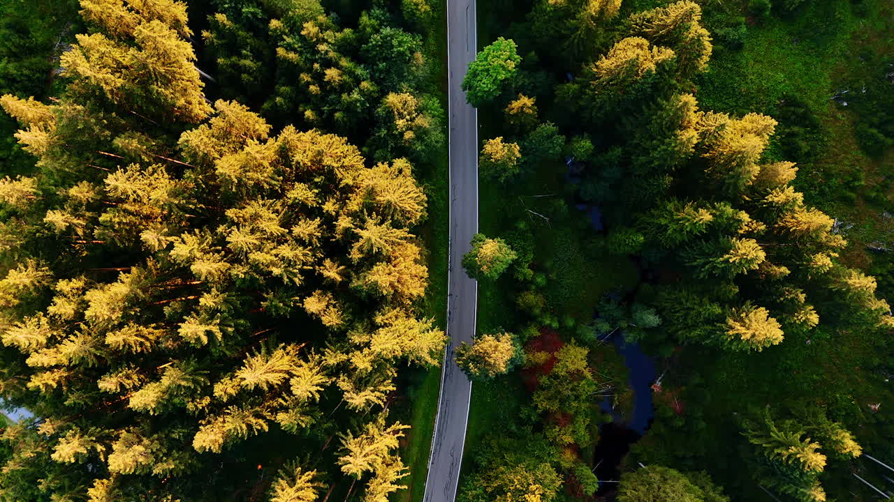 Straight road through dense forest aerial view. Drone view of a straight asphalt road surrounded by dense green forest and natural patterns of trees