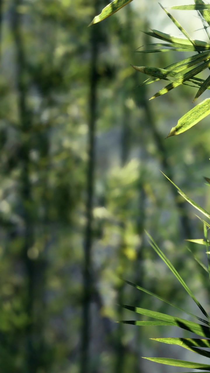 I fusti di bambù ondeggiano al vento mentre la luce del sole filtra attraverso le foglie
