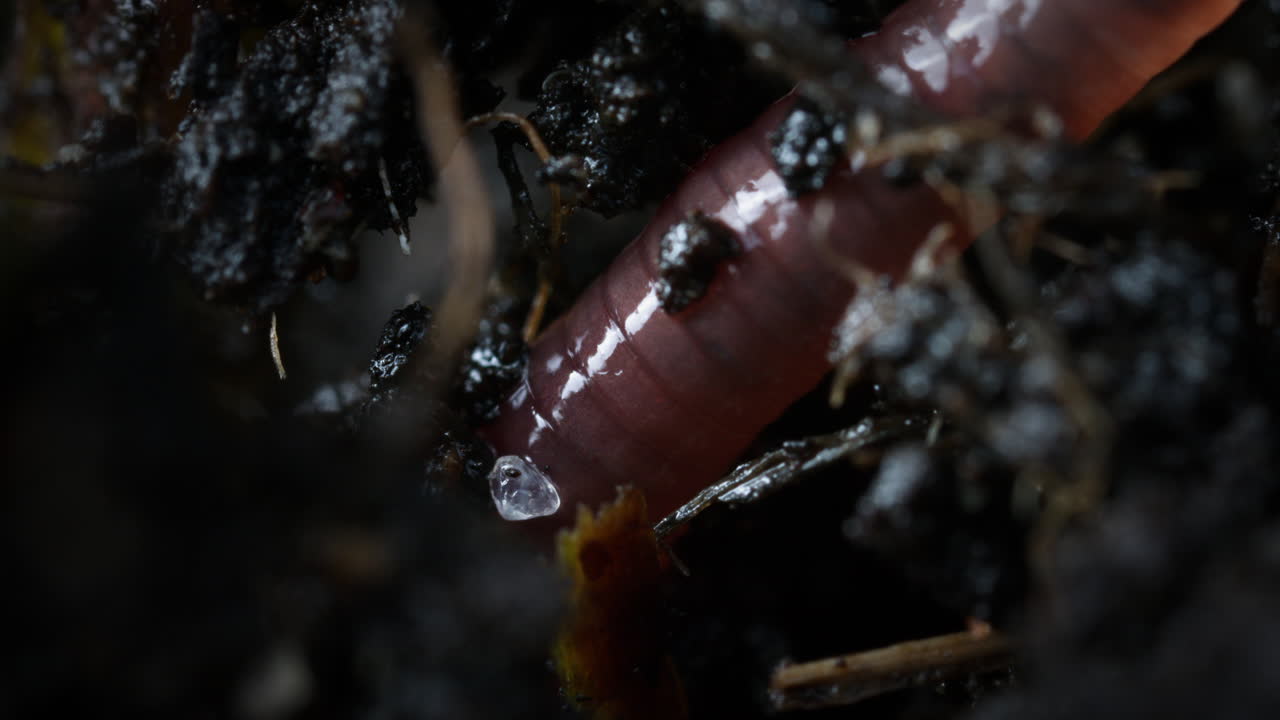Earthworm sliding through soil in ground. Soil animal macro closeup in nature
