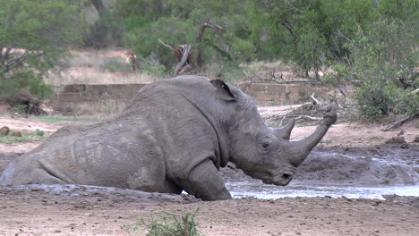 Ein-Nashorn-Liegt-Und-Rollt-In-Einer-Flachen-Schlammpfütze-Und-Wälzt-Sich,-Um-Sich-Abzukühlen,-Wobei-Ein-Großer-Schlammklumpen-An-Seinem-Horn-Haftet