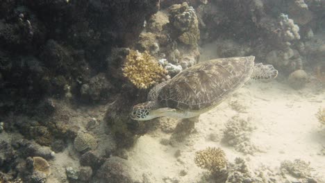 tortuga marina vagando alrededor de una pared de roca y coral en 4k