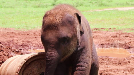 Closeup-of-a-baby-elephant-rubbing-against-a-concrete-toy-in-slow-motion