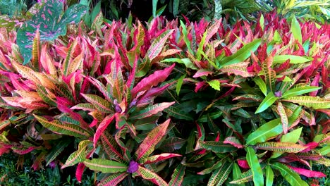 a smooth steady panning shot of tropical gardens near the rain-forest entrance of st