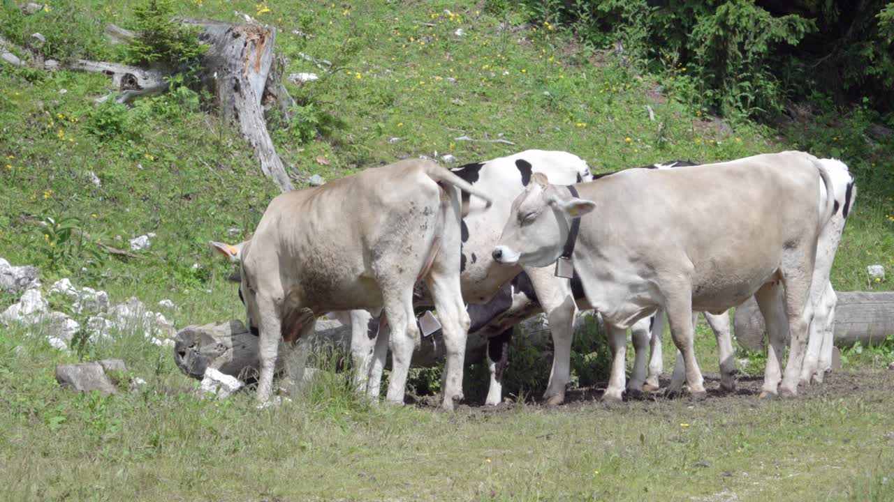 A small herd of cows gathers and eats from a wooden trough