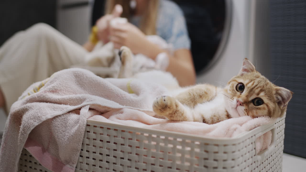 귀여운 진저 고양이가 주인이 세탁기 근처의 세탁기를 정렬하는 것을 지켜보고 있습니다.