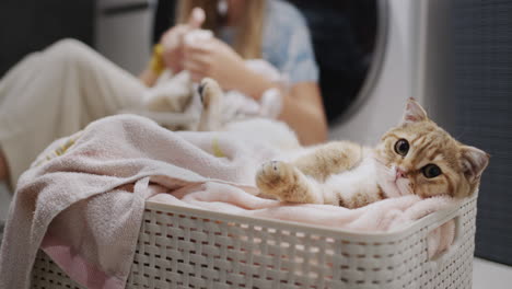 a cute ginger cat watches the owner sort out the laundry near the washing machine