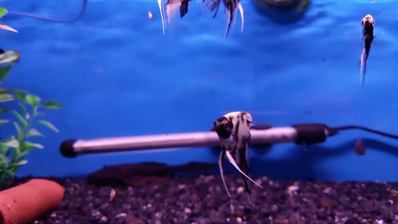 pequeño grupo de peces ángel reunidos cerca del centro del marco