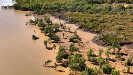 beautiful mangrove forest and stream in north western australia