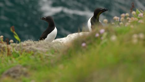 a camera slowly rises to reveal a pair of alert razorbill seabirds on the edge of a thrift covered cliff in a seabird colony with turquoise water in the background