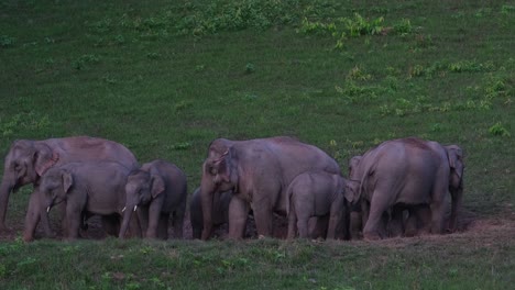 getting ready to go back to the forest from licking salt from the salt lick, khao yai national park, indian elephant elephas maximus indicus, thailand