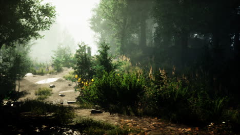 un camino iluminado por el sol a través de un bosque de niebla