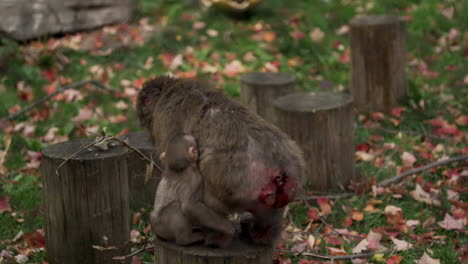 Japanischer-Makakenaffe---Süßes-Affenbaby,-Das-Auf-Dem-Rücken-Seiner-Mutter-Im-Granby-Zoo,-Quebec,-Kanada-Sitzt