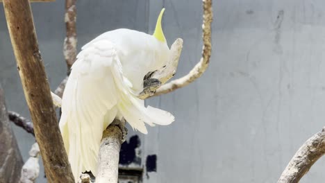 white parrot in bangkok thailand