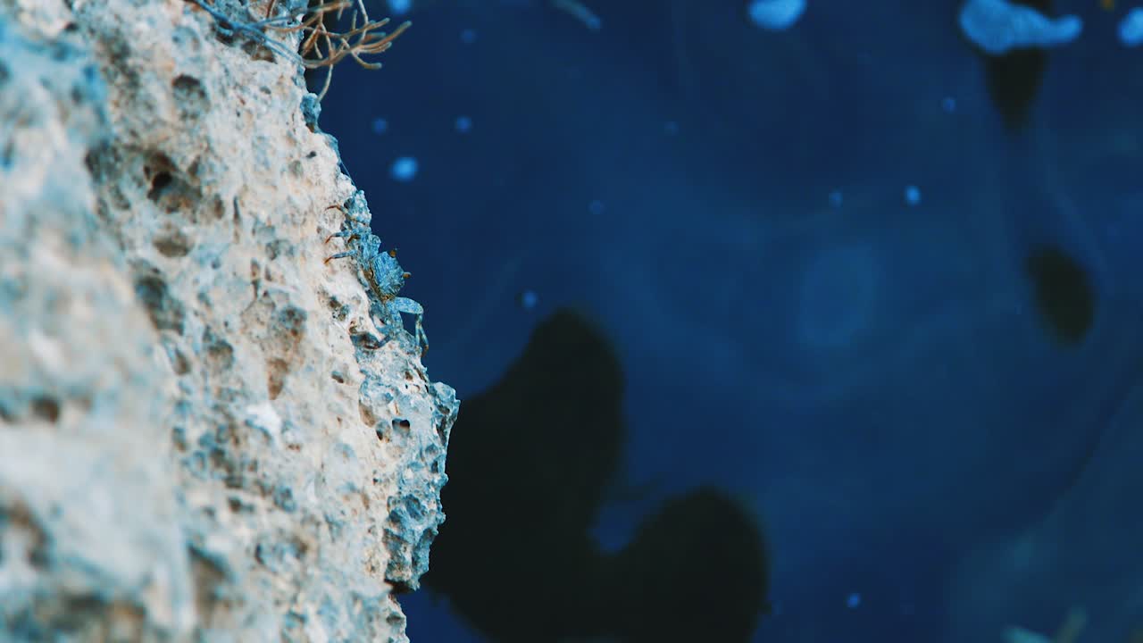 Black crab crawling on ocean rock in Curacao, Caribbean, Slow Motion Tracking