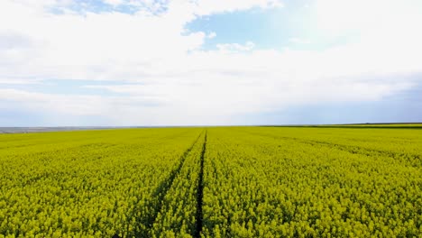 chica en una granja de colza amarilla - disparo aéreo con drones