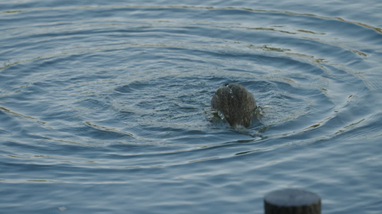 el pato de pico oriental está salpicando agua y acicalándose en un lago tranquilo