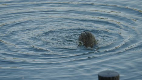 El-Pato-De-Pico-Oriental-Está-Salpicando-Agua-Y-Acicalándose-En-Un-Lago-Tranquilo