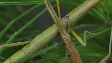 stick insect medauroidea extradentata, family phasmatidae