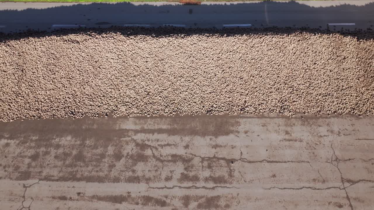 montón de remolacha azucarera durante la cosecha - fotografía aérea de un avión no tripulado