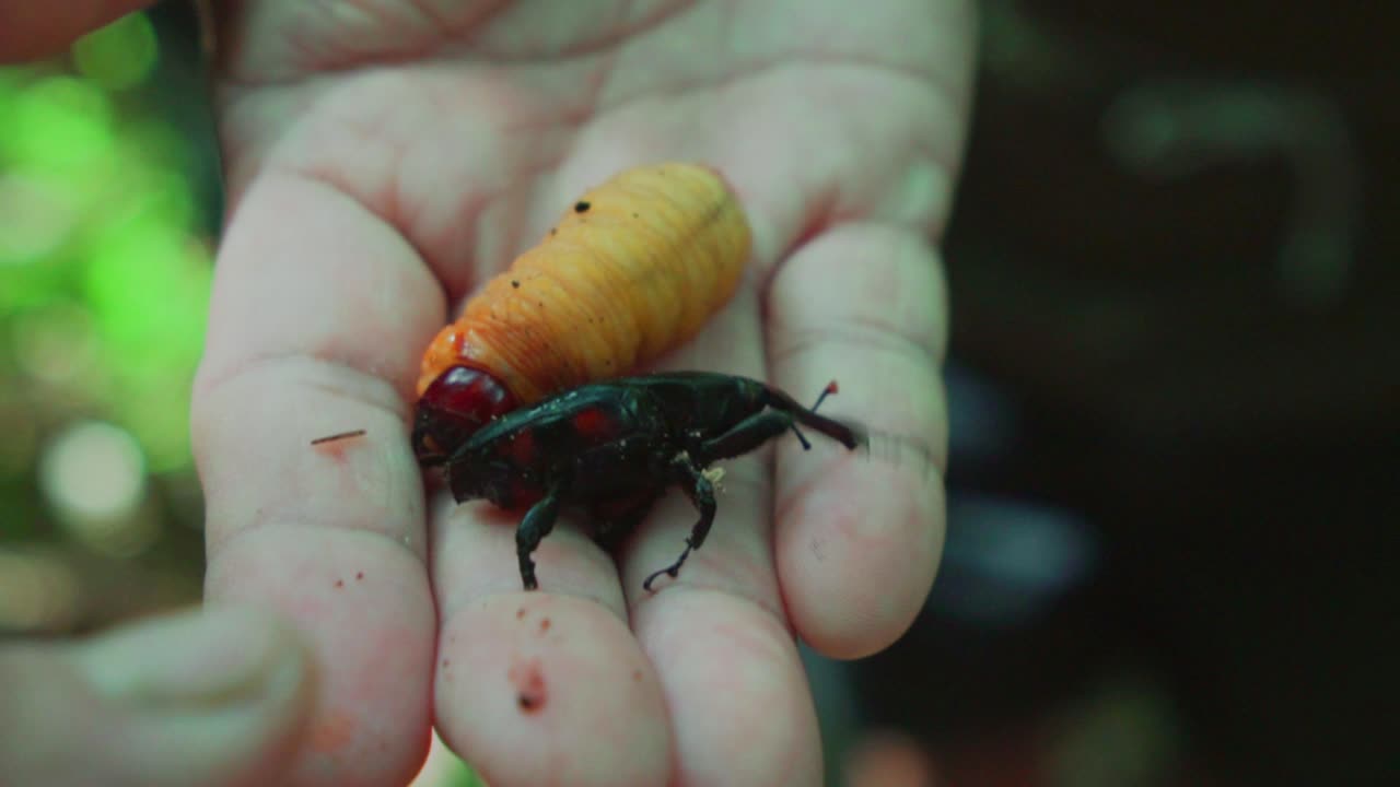 Natural wild coconut beetle and worm harvested by locals to eat in wildlife forest