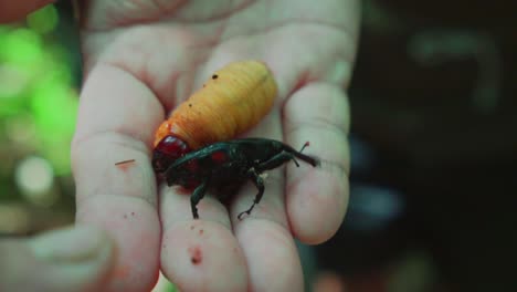 natural wild coconut beetle and worm harvested by locals to eat in wildlife forest