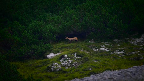 Aufnahmen-Einer-Bergziege,-Die-Oben-In-Den-Bergen-In-Zeitlupe-Beim-Wandern-In-Den-Slowenischen-Bergen-In-Den-Alpen-Gefilmt-Wurde-1