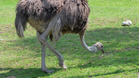 wild ostrich looking for food on grass field and pecking with beak,close up track shot