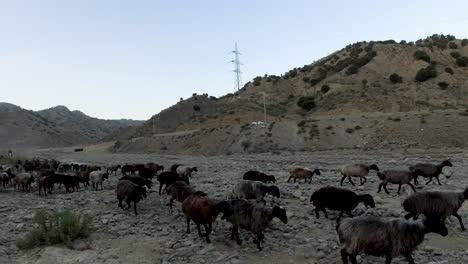 le troupeau de moutons