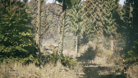 explore the serene beauty of a norway forest trail on a sunny day