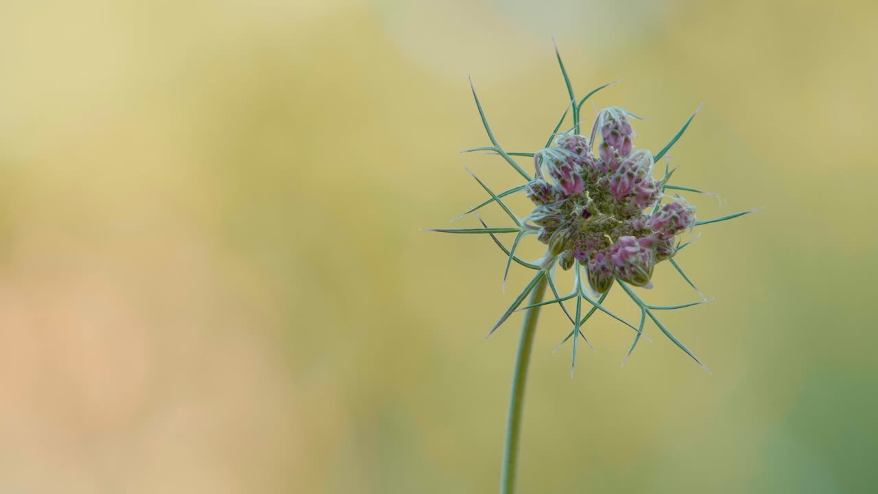 Ung villgulrotblomst som krøller seg innover i knoppstadiet før den åpner seg, mot en uskarp solrik eng. Kort dybdeskarphet