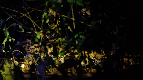 facing to the right eating then faces to the camera as it is seen deep in the forest in the middle of the night, leopard cat, prionailurus bengalensis, thailand