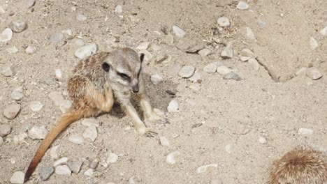 small mammal meerkats  seated on the ground