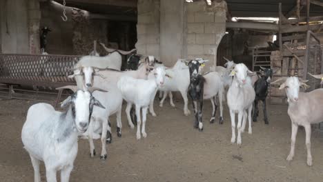 herd goats in a corral