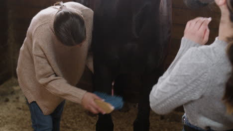 a beautiful girl brushing a horse