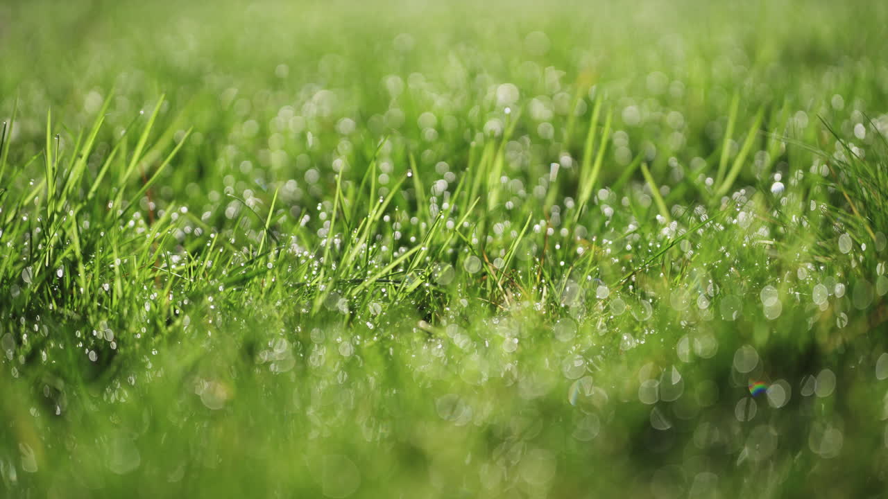 Macro shot of dew on grass