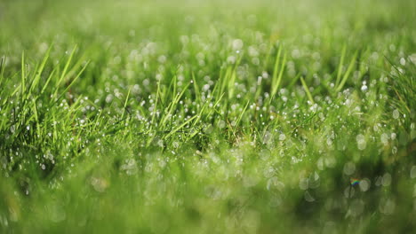 Macro-shot-of-dew-on-grass