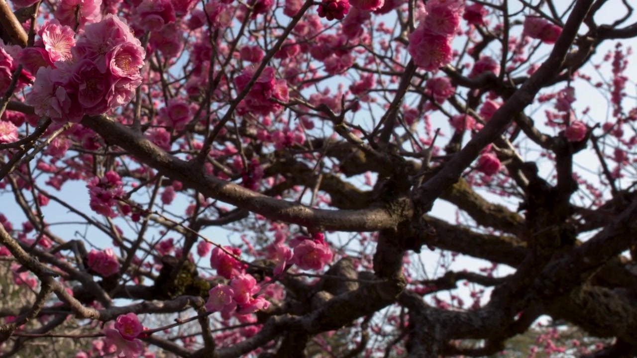 Inquadratura ravvicinata di fiori di pruno rosa che ondeggiano delicatamente su rami scuri sotto la luce brillante del giorno.