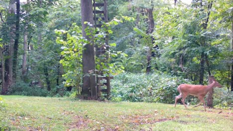 whitetail deer doe cautiously walking thru a clearing in the woods in late summer in the midwest