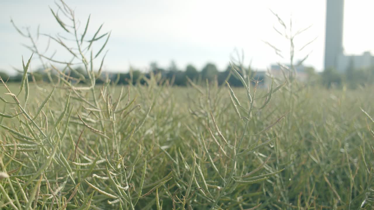 plano medio amplio de un campo de canola verde con un enorme edificio al fondo en un día soleado