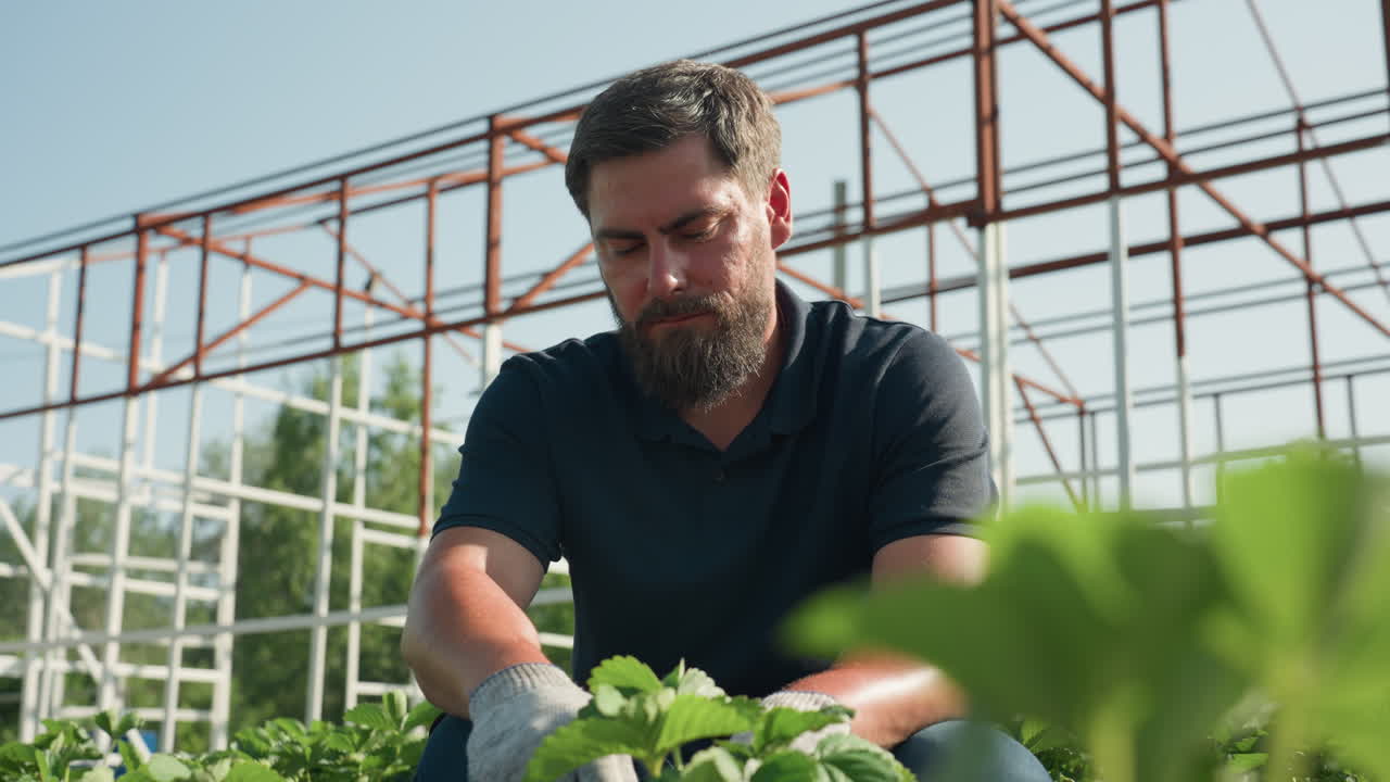 Male agronomist in gloves inspecting strawberry plants on farm beneath greenhouse frame, crouching in sunshine, sustainable agriculture, rural season, cultivation and crop care