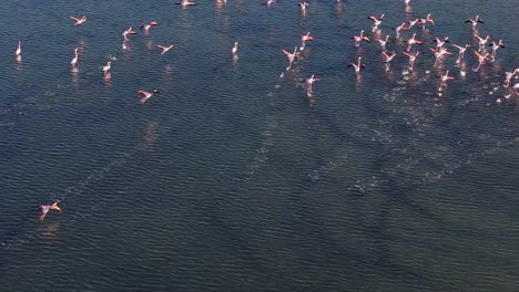 group of beautiful flamingos flying over a saline lagoon. aerial