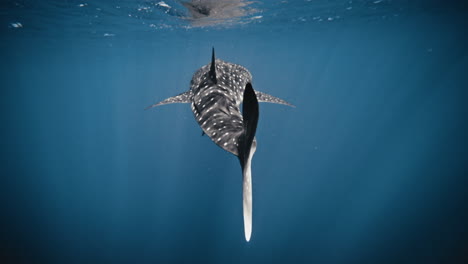 tail caudal fin sways obscuring dorsal fin in water, whale shark in slow motion swimming