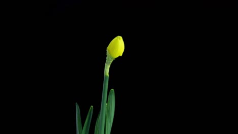 narcissus. blooming of beautiful yellow flowers on black background, daffodil. timelapse. 4k. wedding background, valentines day, mother's day, spring, easter.