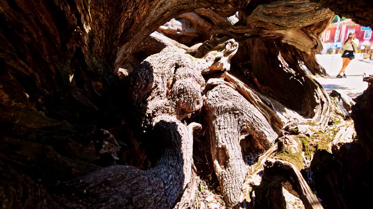 Ancient olive tree gnarly tree trunk
